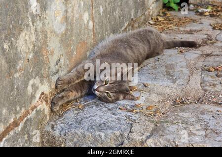 Eine graue Katze, die eine Siesta in Perast, Montenegro, macht Stockfoto