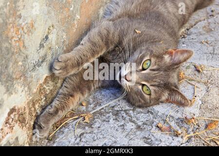 Eine graue Katze, die eine Siesta in Perast, Montenegro, macht Stockfoto