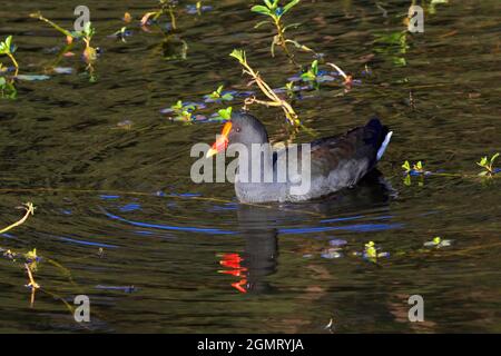 Dunkler Moorhen, Gallinula tenebrosa. Mit Reflexionen im Wasser. Coffs Harbour, NSW, Australien Stockfoto