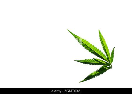 Marihuana Pflanze auf weißem Hintergrund Stockfoto