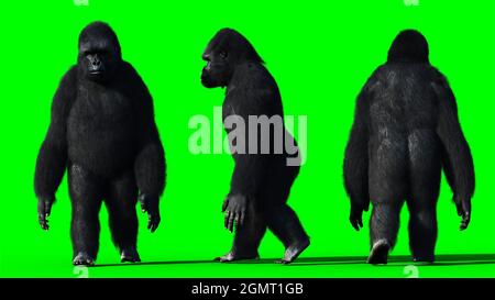 Komischer Gorilla. Realistisches Fell. Grüner Bildschirm. 3d-Rendering. Stockfoto