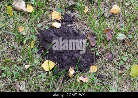 Molehill im Herbstgarten, Nahaufnahme Stockfoto