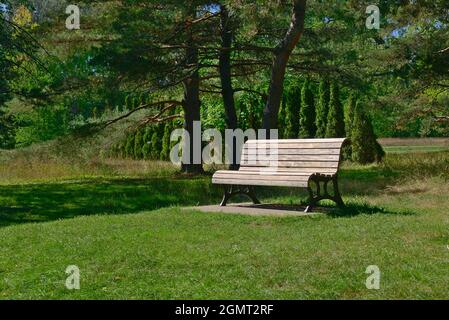Eine Bank in einem schönen Park mit einem Hintergrund von Tanks von langen Bäumen und Kiefern. Entspannung, entspannend, Hoffnung, Glück und ruhige Konzepte. Stockfoto