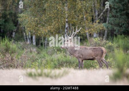 17. September 2021, Brandenburg, Dallgow-Döberitz: Ein Rotwild blickt auf eine Wiese am Waldrand. Im Wildniskern der Naturlandschaft Döberitzer Heide leben Rothirsche neben Bisons und Przewalskis Pferden, weitgehend ungestört von Menschen. Sobald die Brunftzeit beginnt, bewegen sich die männlichen Hirsche zu ihren angestammten Brunfplätzen und konkurrieren um die Gunst der Weibchen. Die rauschenden Rufe sind aus der Ferne zu hören. Mit etwas Glück kann dieses Spektakel in den nächsten Wochen auf dem Rundwanderweg erlebt werden. Foto: Ingolf König-Jablonski/dpa-Zentralbild/ Stockfoto