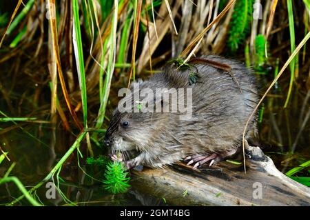 Ein Baby-Moschuskatze „Ondatra zibethicus“, die am Rande eines Biberteiches im ländlichen Alberta, Kanada, auf Nahrungssuche gehen. Stockfoto