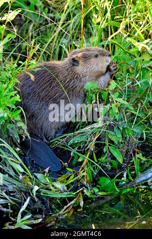 Ein vertikales Bild eines Bibers 'Castor canadensis', der sich an seinem Biberdamm im ländlichen Alberta in Kanada von einigen grünen Blättern und Gräsern ernährt. Stockfoto