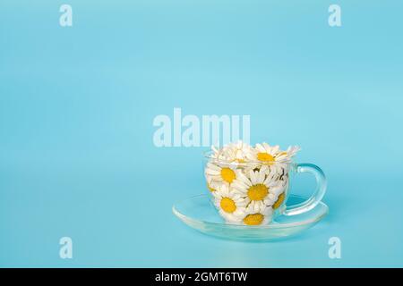 Kamillenblumen in durchsichtiger Glasschale auf Untertasse auf blauem Hintergrund. Crearive Konzept natürlichen Kamillentee, Kräutermedikie, um Ihre Nerven zu beruhigen und Stockfoto