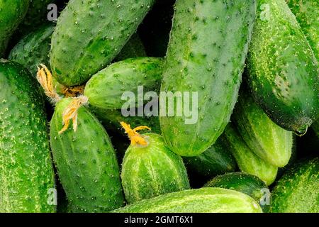 Grüne frische Gurken Nahaufnahme als Hintergrund, Textur. Stockfoto