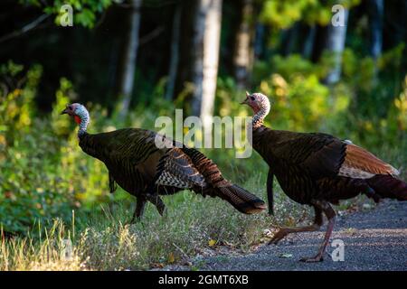 Wilde Truthähne (Meleagris gallopavo) im Spätsommer Wisconsin, horizontal Stockfoto