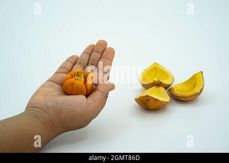 Lokale Frucht namens Buah tampoi oder Baccaurea macrocarpa. Heimisch in Südostasien. Selektive Fokuspunkte. Unscharfer Hintergrund Stockfoto