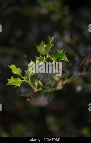 åçHolly (Ilex aquifolium). Zweig, Zweig, stachelig, spitz, neues Wachstum, Frisches Grün, Blatt, Blätter, Laub. Stockfoto