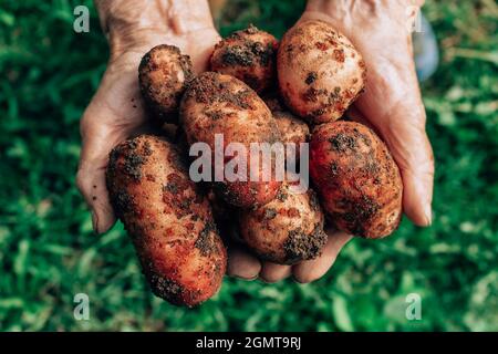 Frische Kartoffeln ernten die Hände sehr alter Frauen. Stockfoto