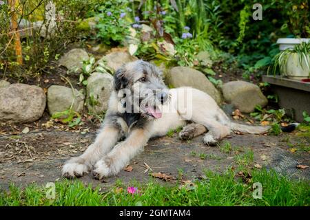 Irish Wolfhound liegt auf dem grünen Gras. Porträt einer Hunderasse Irish Wolfhound in einem Sommer Naturpark.Porträt ein schöner 1 Jahr alter Hund liegt in der Stockfoto