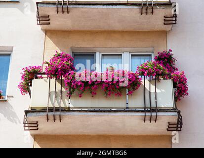 Auf dem Balkon in einem mehrstöckigen Gebäude befinden sich rosa Petunienblumen in Töpfen Stockfoto