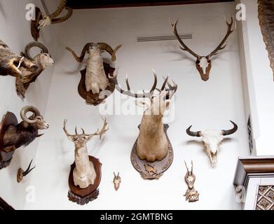 Viele ausgestopfte Tiere hängen an der Wand im Jägerzimmer, Trophäen. Gefüllte Ziegen mit Hörnern, Jagd Stockfoto