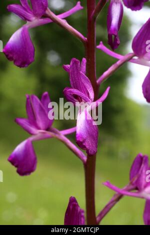 Anacamptis laxiflora, lockere rote Orchidee, Orchidaceae. Wildpflanze im Frühjahr geschossen. Stockfoto