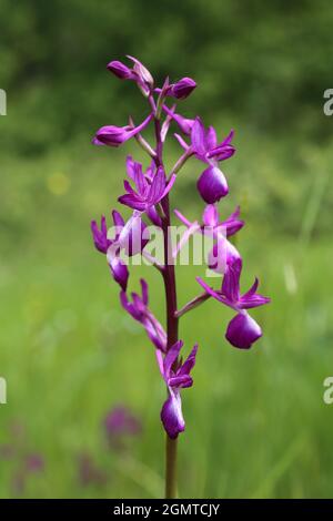 Anacamptis laxiflora, lockere rote Orchidee, Orchidaceae. Wildpflanze im Frühjahr geschossen. Stockfoto