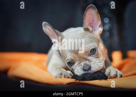 Niedlicher französischer Bulldogge Hund Welpe kaut auf Halloween Deko Spinne auf oranger Decke Stockfoto