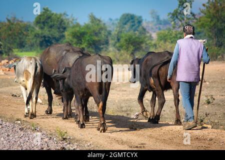 Hirte mit seiner Herde von Wasserbüffeln (Bubalus bubalis). Stockfoto