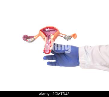 Doktor hält in der Hand ein Modell des weiblichen Fortpflanzungssystems auf einem weißen Hintergrund, isolieren Stockfoto