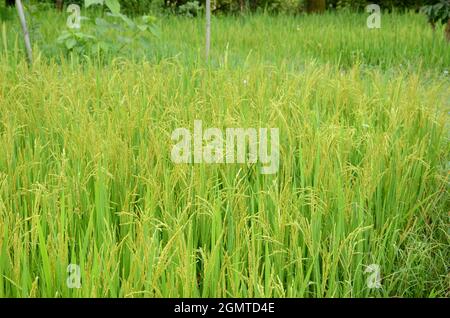 Nahaufnahme der reifen grünen Reispflanze, die mit Getreide auf der Farm über unscharf grün braunen Hintergrund wächst. Stockfoto