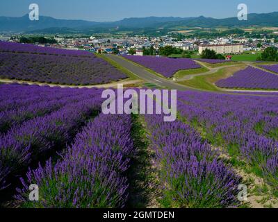 Lavendel-Feld Stockfoto