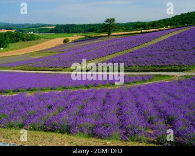 Lavendel-Feld Stockfoto