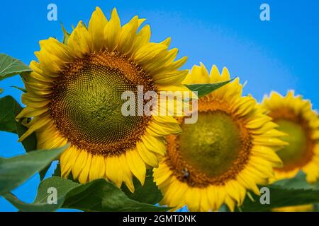 Helle Sonnenblumen (Helianthus annuus) - die ersten im Fokus und Hintergrundblumen außerhalb des Fokus. Stockfoto