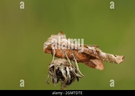 Ein Winkel schattiert Moth, Phlogophora meticulosa, die auf der Oberseite einer Pflanze roosting. Stockfoto