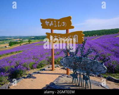 Lavendel-Feld Stockfoto