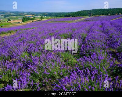 Lavendel-Feld Stockfoto