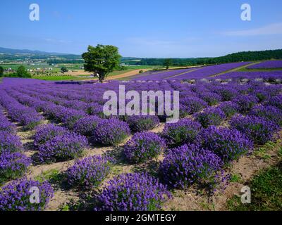 Lavendel-Feld Stockfoto