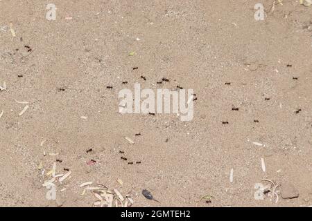 Nahaufnahme Einer Gruppe von Ameisen, die im Sommer auf der Suche nach Nahrung auf dem Boden sind Stockfoto