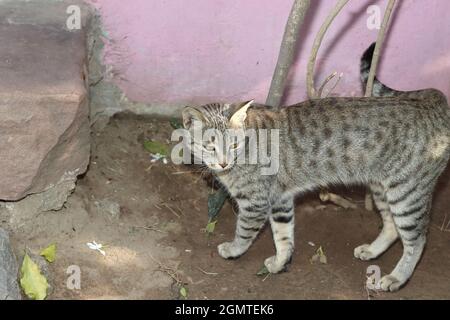 Nahaufnahme einer Katze, die auf dem Boden steht und zur Seite blickt Stockfoto