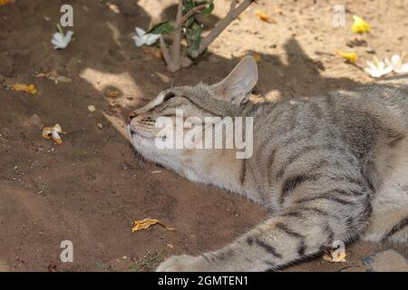 Nahaufnahme einer auf dem Boden schlafenden Katze Stockfoto