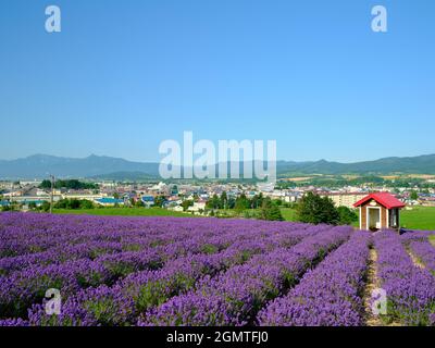 Lavendel-Feld Stockfoto