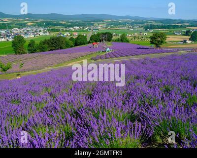 Lavendel-Feld Stockfoto