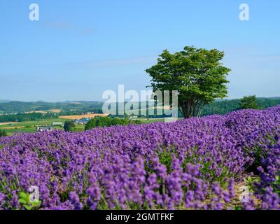 Lavendel-Feld Stockfoto