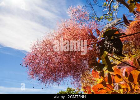 Smokebush, Cotinus coggygria mit seinen wispigen, rauchähnlichen Blüten, ist ein Highlight im Sommer. Eine Besonderheit in diesem Melbourne Garten. Stockfoto