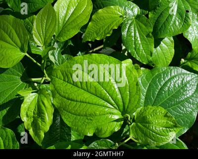 Gruppe von grünen Blättern, die Nahrung und Heilpflanzen sind, Piper sarmentosum oder Leafus Blatt in Thailand Stockfoto