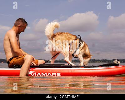 Nasser Husky Hund und kleiner Junge auf dem Brett. Ein schöner Husky schwimmend im See. Hund steht auf dem Brett. Sommerzeit- und Urlaubskonzept. Platz kopieren. Stockfoto