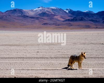 Siloli-Wüste, Bolivien - 25. Mai 2018 Desierto de Siloli ist eine hohe, trockene Gebirgswüste im Altiplano im Südwesten Boliviens, die meisten von t Stockfoto