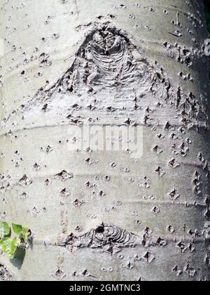 Radley, Oxfordshire, England - 16. Juni 2020 Sie können abstrakte Schönheit oder interessante Formen fast überall finden, wenn Sie nur hart genug aussehen. Stockfoto