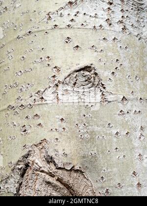 Radley, Oxfordshire, England - 16. Juni 2020 Sie können abstrakte Schönheit oder interessante Formen fast überall finden, wenn Sie nur hart genug aussehen. Stockfoto