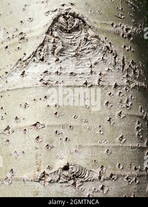 Radley, Oxfordshire, England - 16. Juni 2020 Sie können abstrakte Schönheit oder interessante Formen fast überall finden, wenn Sie nur hart genug aussehen. Stockfoto