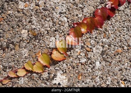 Parthenocissus tricuspidata ist eine blühende Pflanze in der Weinrebenfamilie, die ursprünglich in Japan, Korea und Nord- und EA in Ostasien beheimatet war Stockfoto