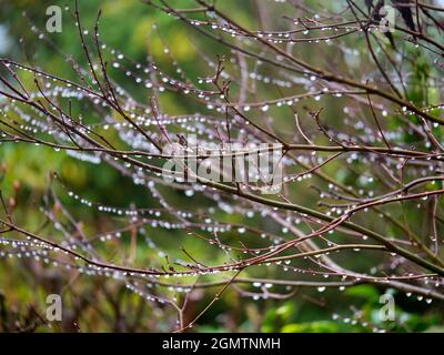 Radley Village, Oxfordshire, England - 23. Dezember 2020; keine Menschen im Blick. Der Winter ist für unseren Dorfgarten in Oxfords in der Regel eine graue und triste Zeit Stockfoto