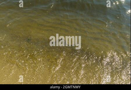 Würfelschlange (Natrix tessellata) Schwimmen im Sommer Dnipro Fluss am Strand von Zaporizhzhia Stadt, Ukraine Stockfoto