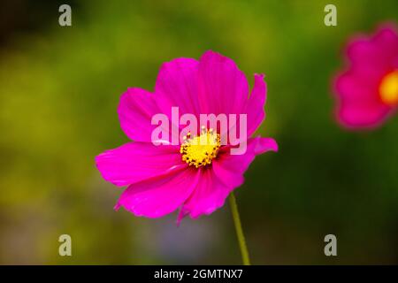 Leuchtend rosa Kosmos blüht im September in Schottland Stockfoto