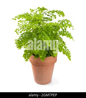 Schwarze Maidenhair-Pflanze in Vase isoliert auf weißem Hintergrund Stockfoto